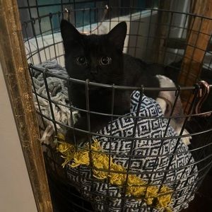 Meet your Posher, Rachel